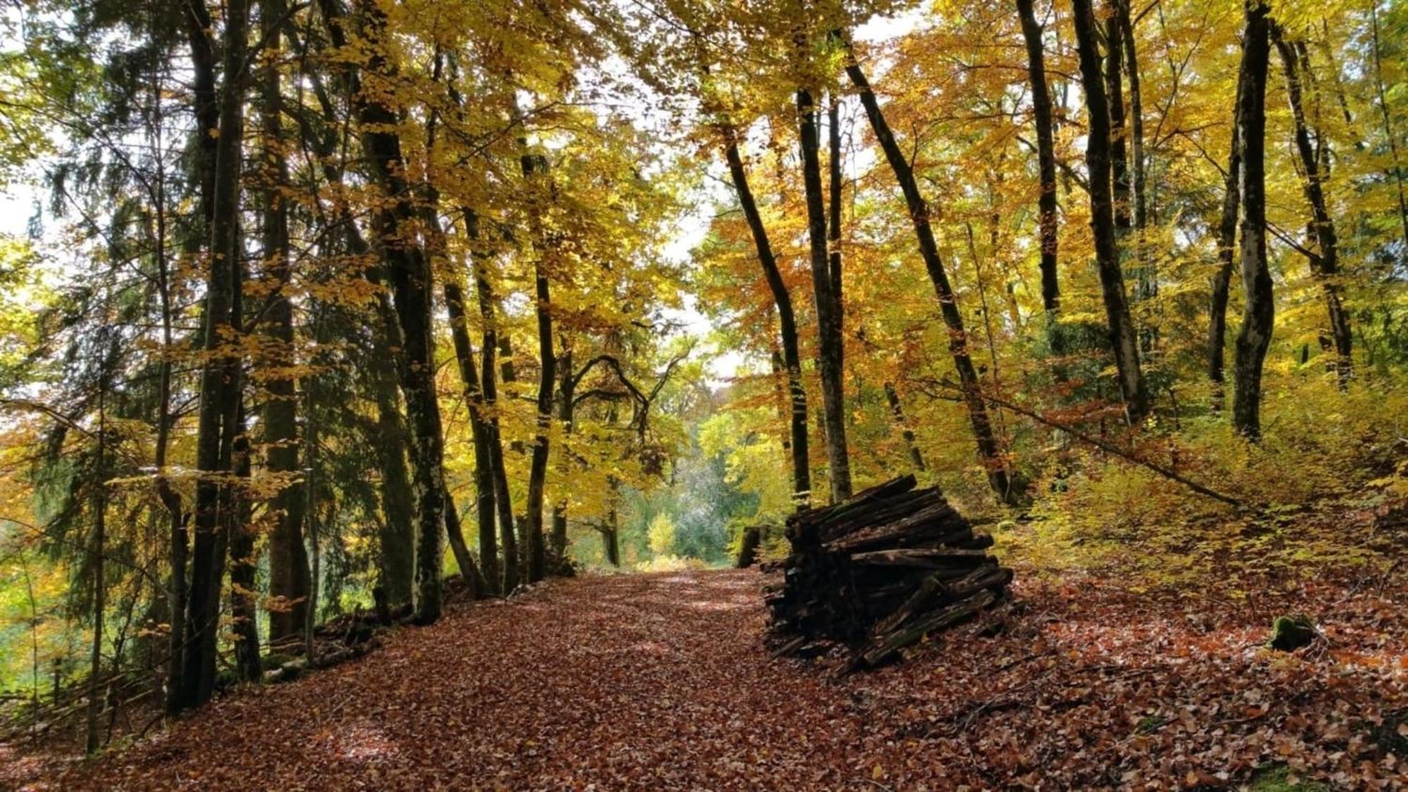Haus Foehrenbach Daire Schonenberg Dış mekan fotoğraf